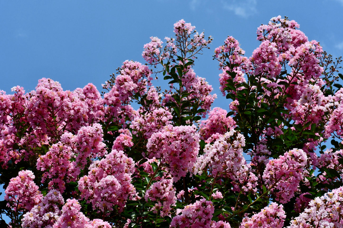 Sioux Crape Myrtle
