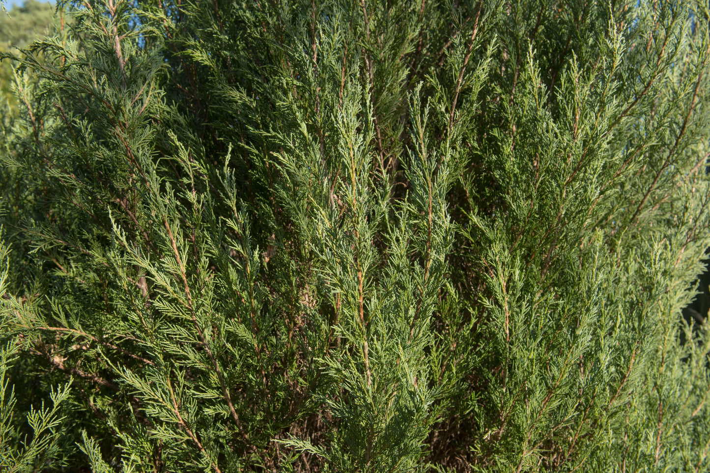 Skyrocket Juniper