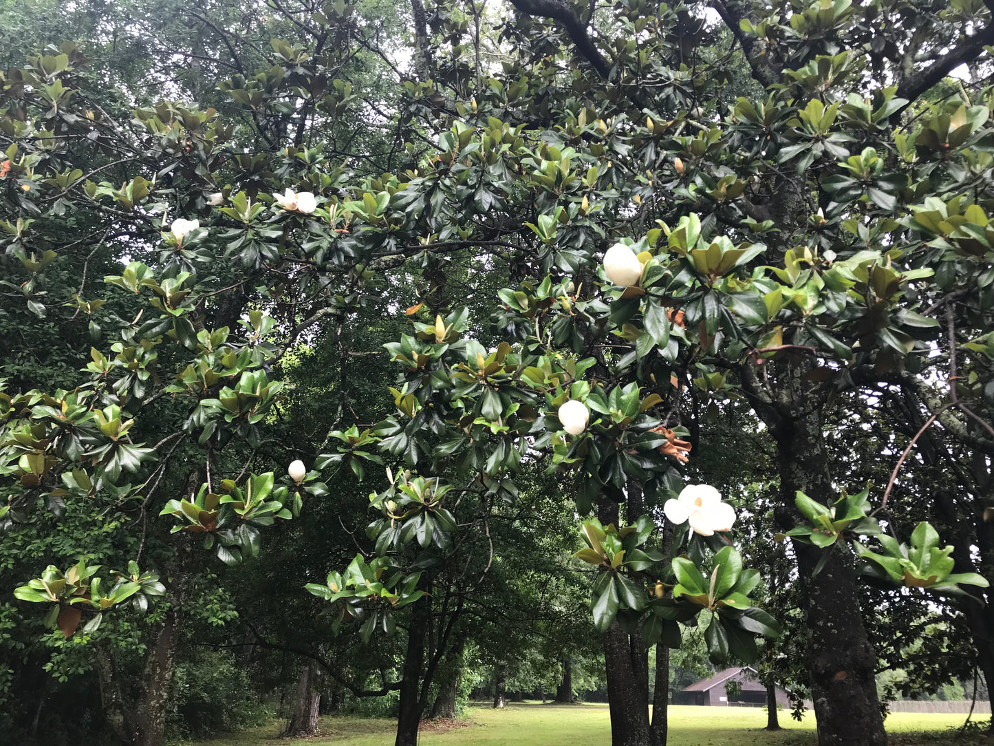 Claudia Wannamaker Magnolia