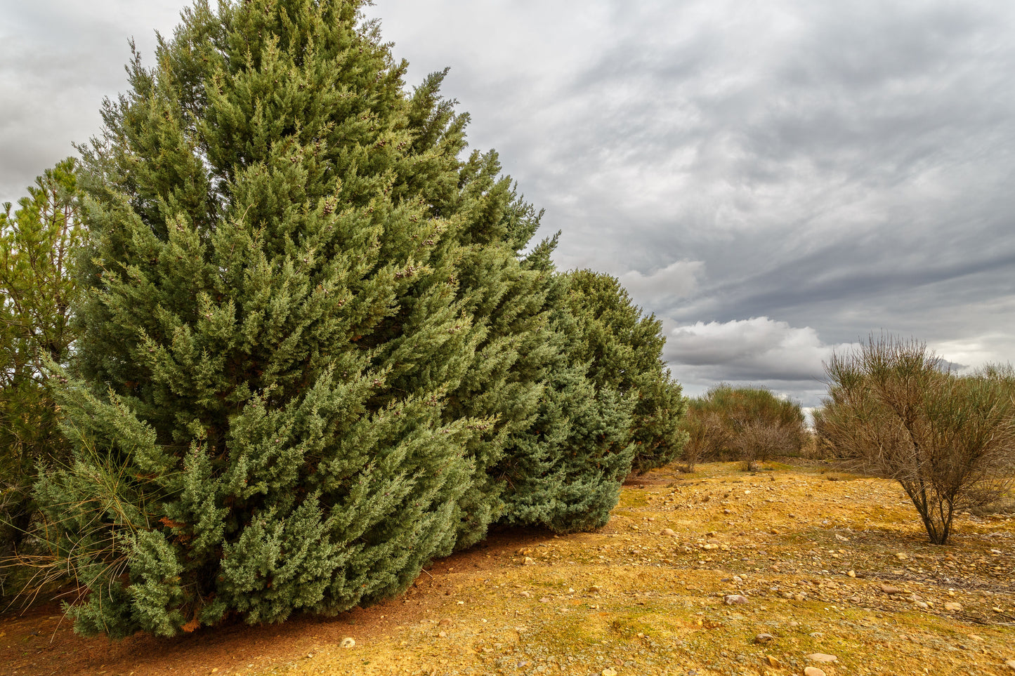 Spartan Juniper
