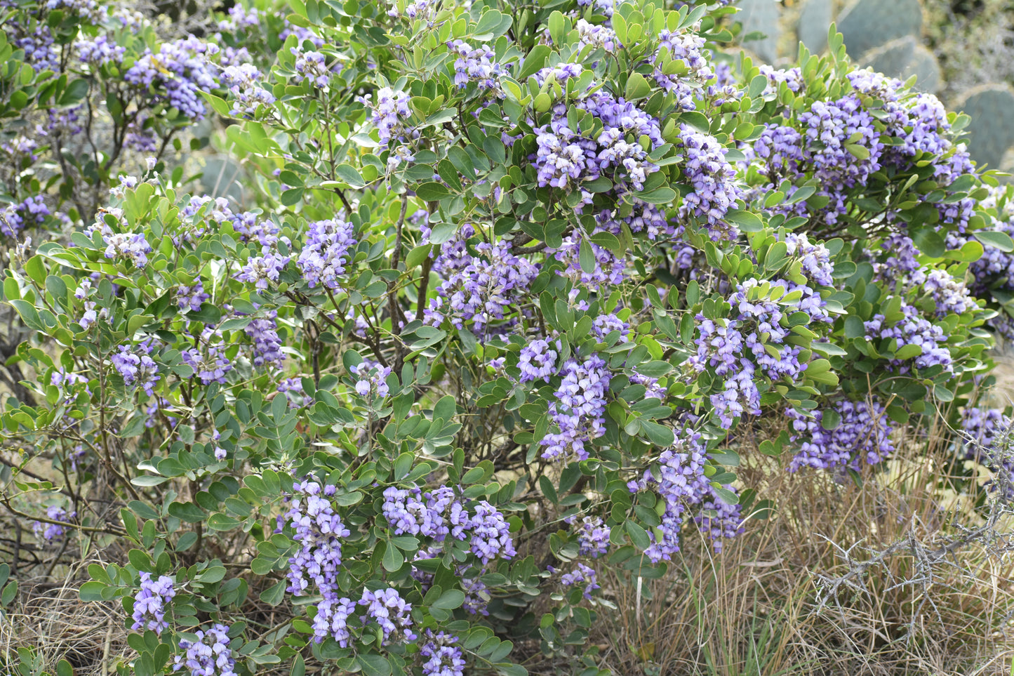 Texas Mountain Laurel