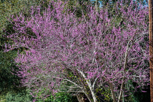 Texas Redbud