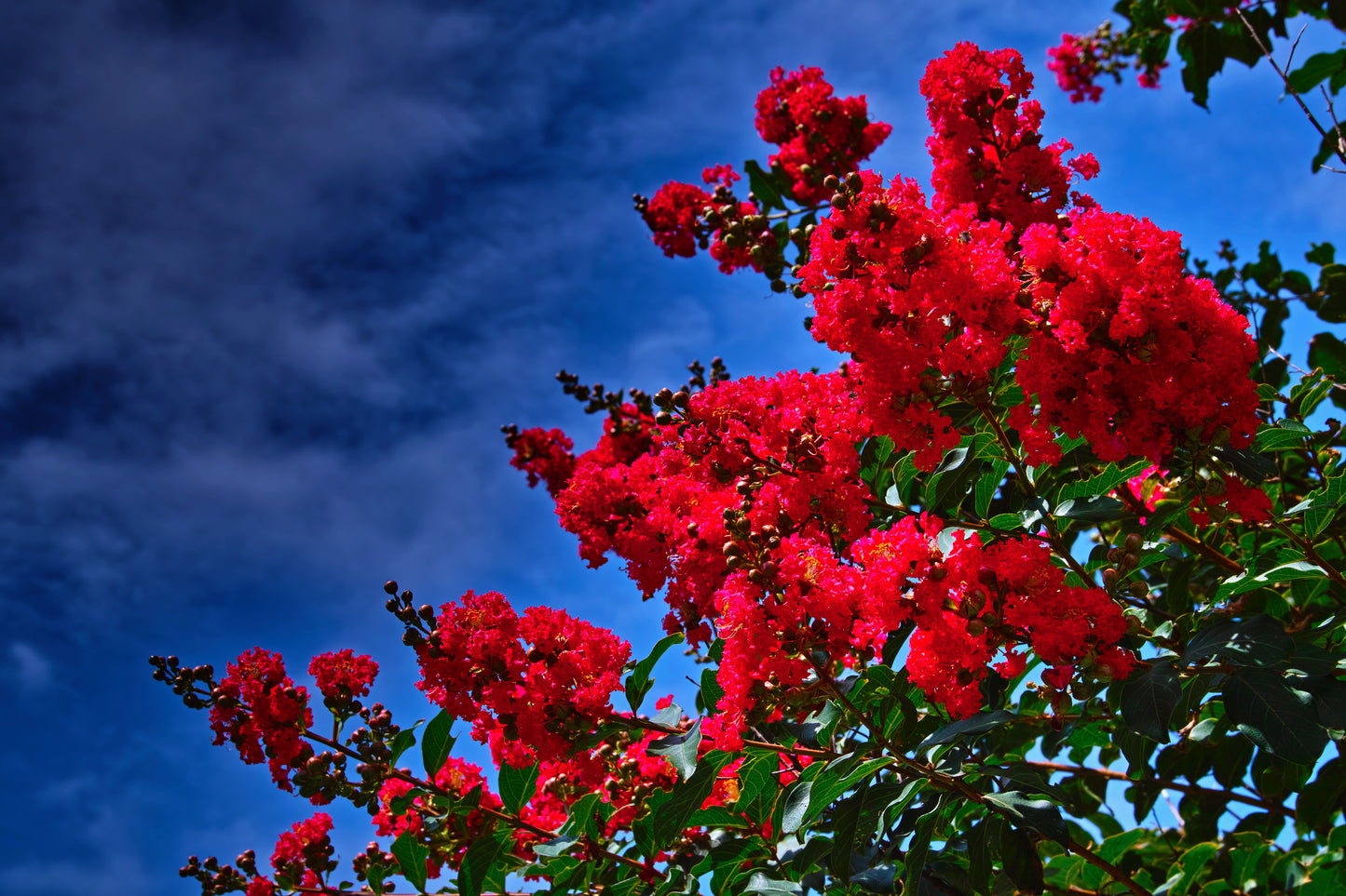 Thunderstruck Crape Myrtle