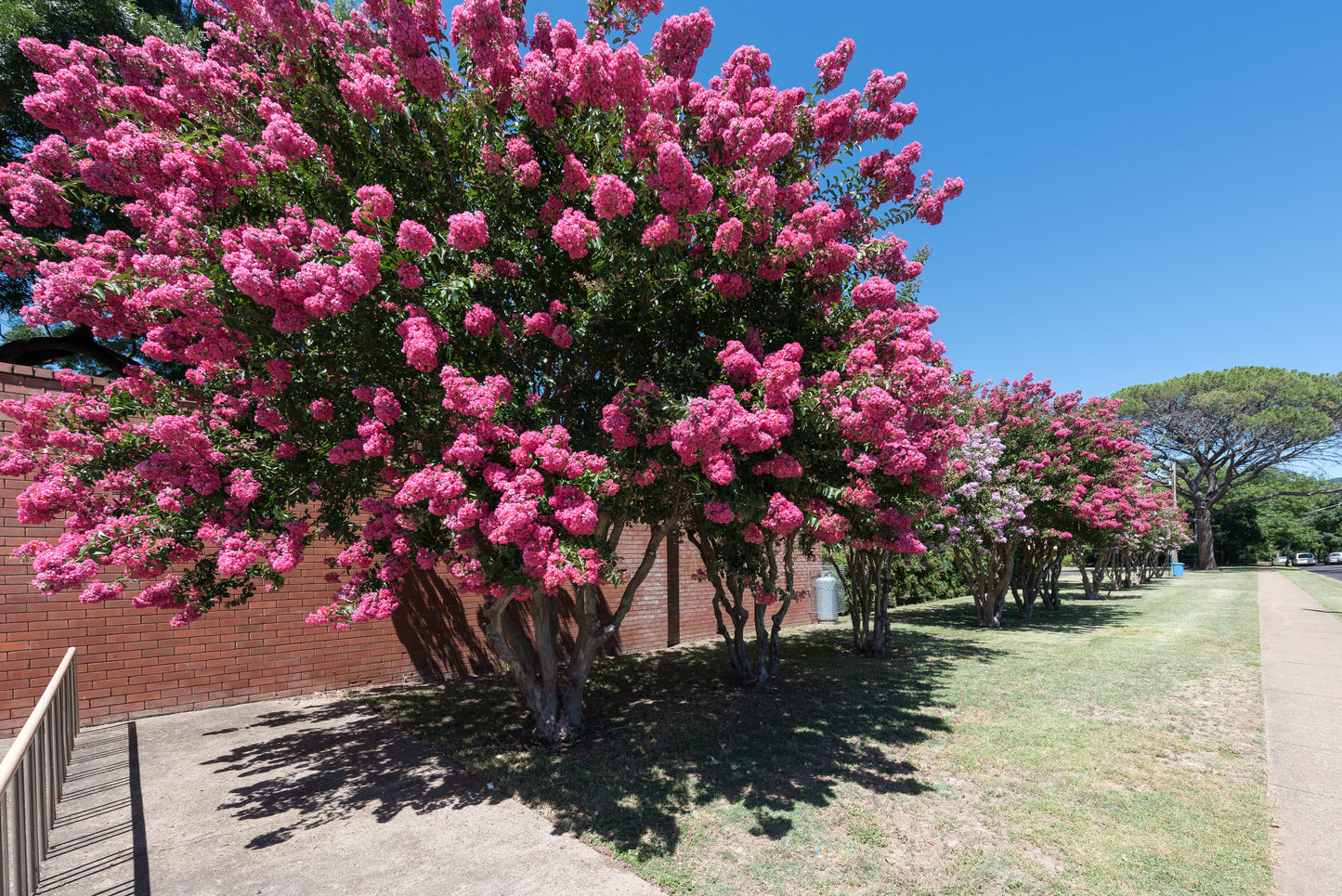 Tonto Crape Myrtle