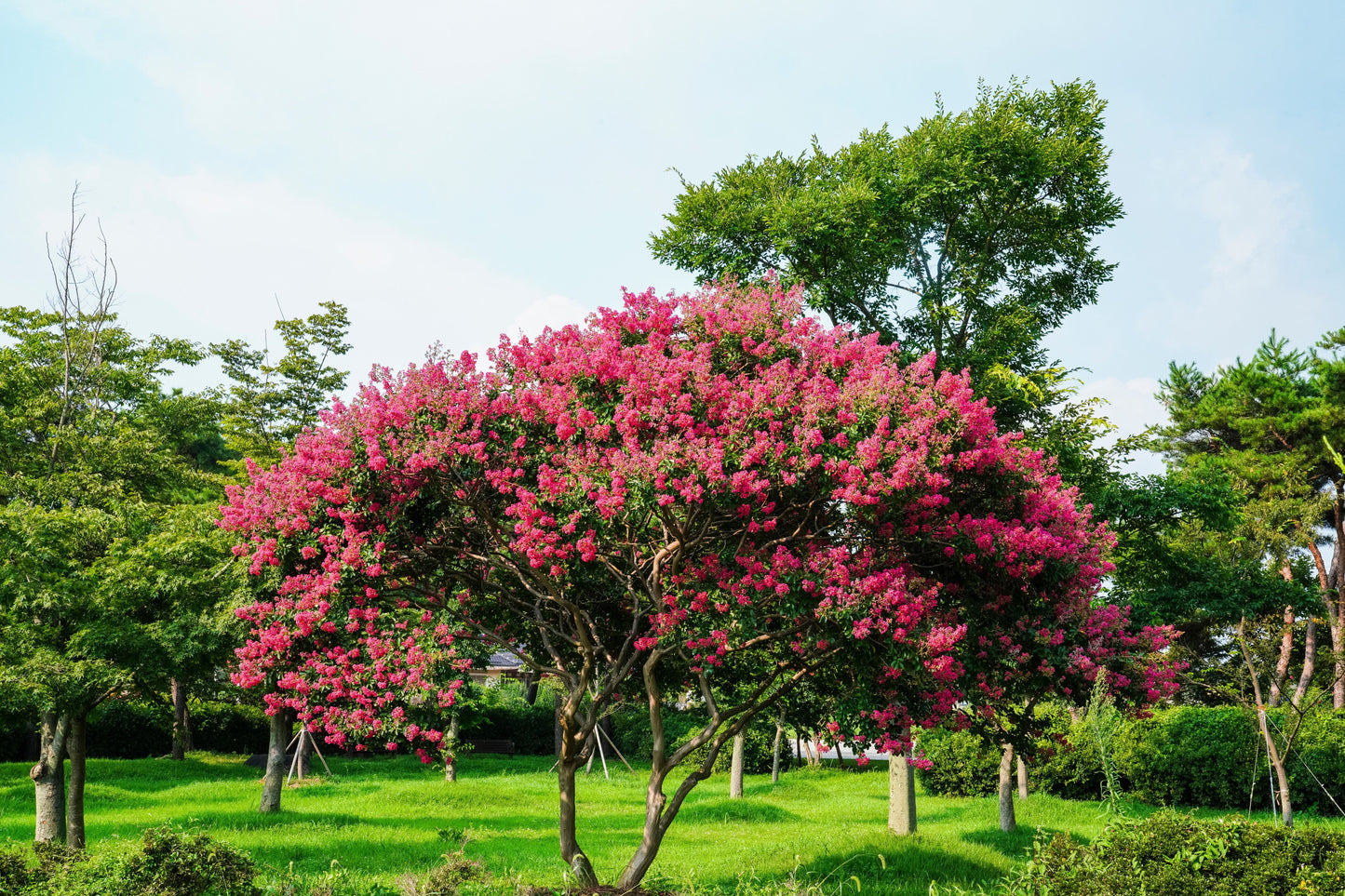 Tuscarora Crape Myrtle