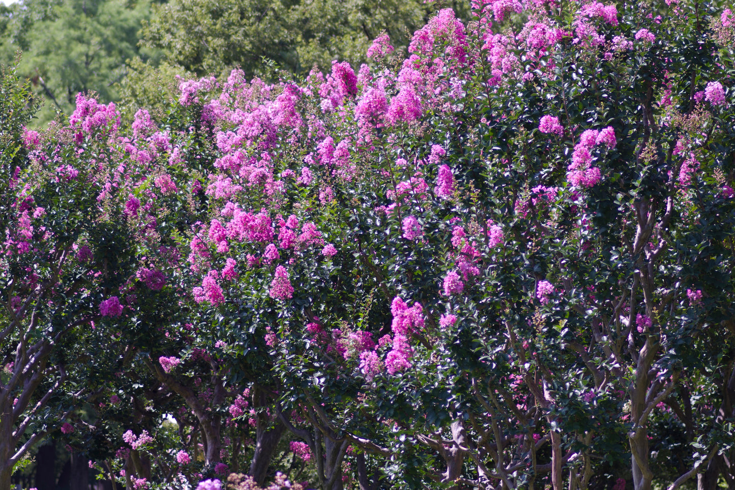 Twilight Crape Myrtle