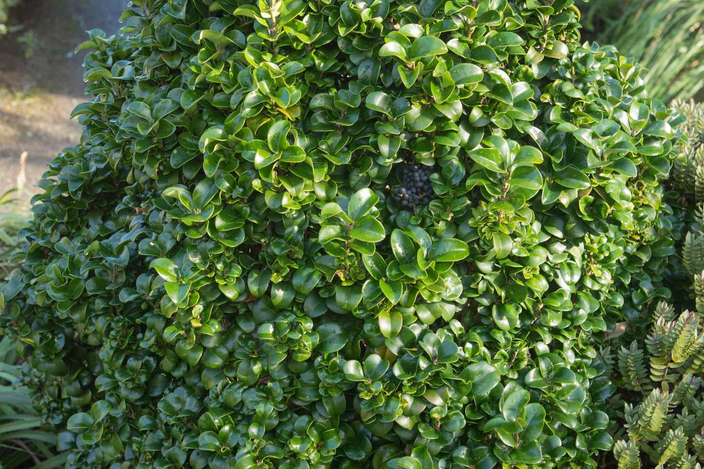 Waxleaf Ligustrum