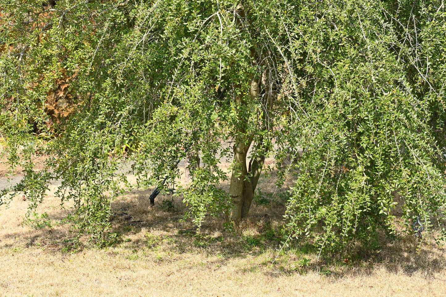 Weeping Yaupon Holly