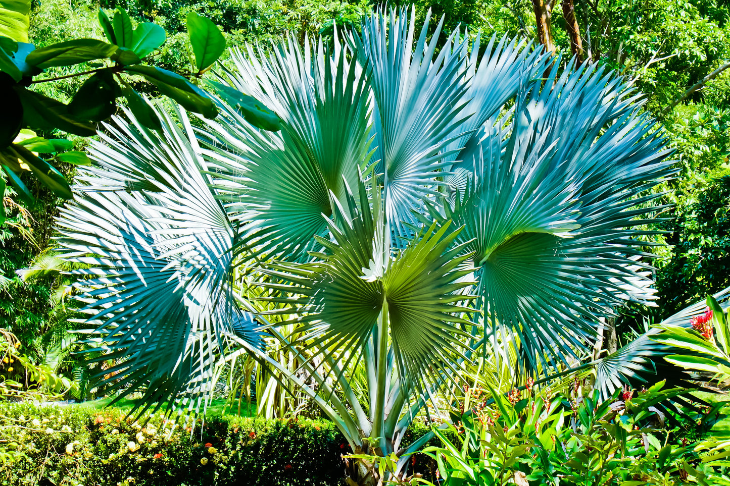 Windmill Palm