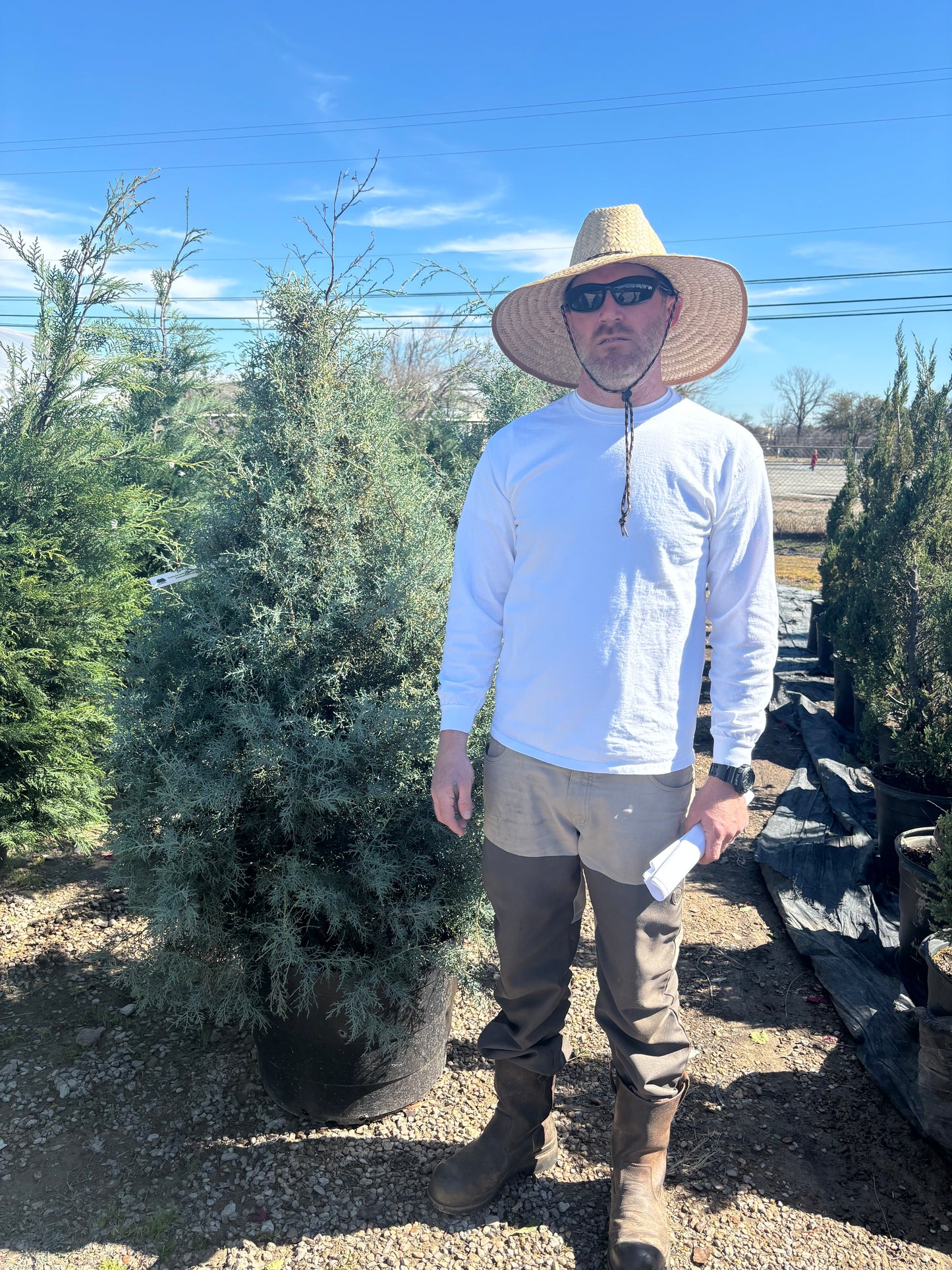 Arizona Carolina Sapphire Cypress