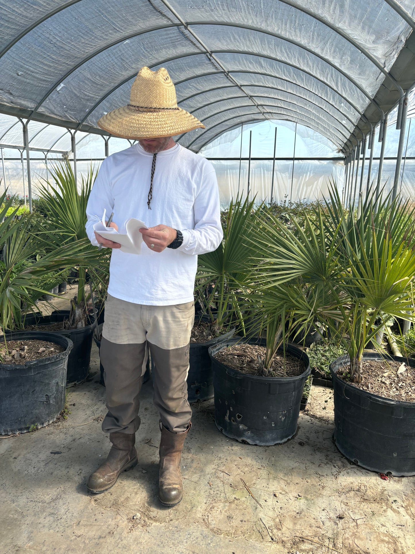 Texas Sabal Palm