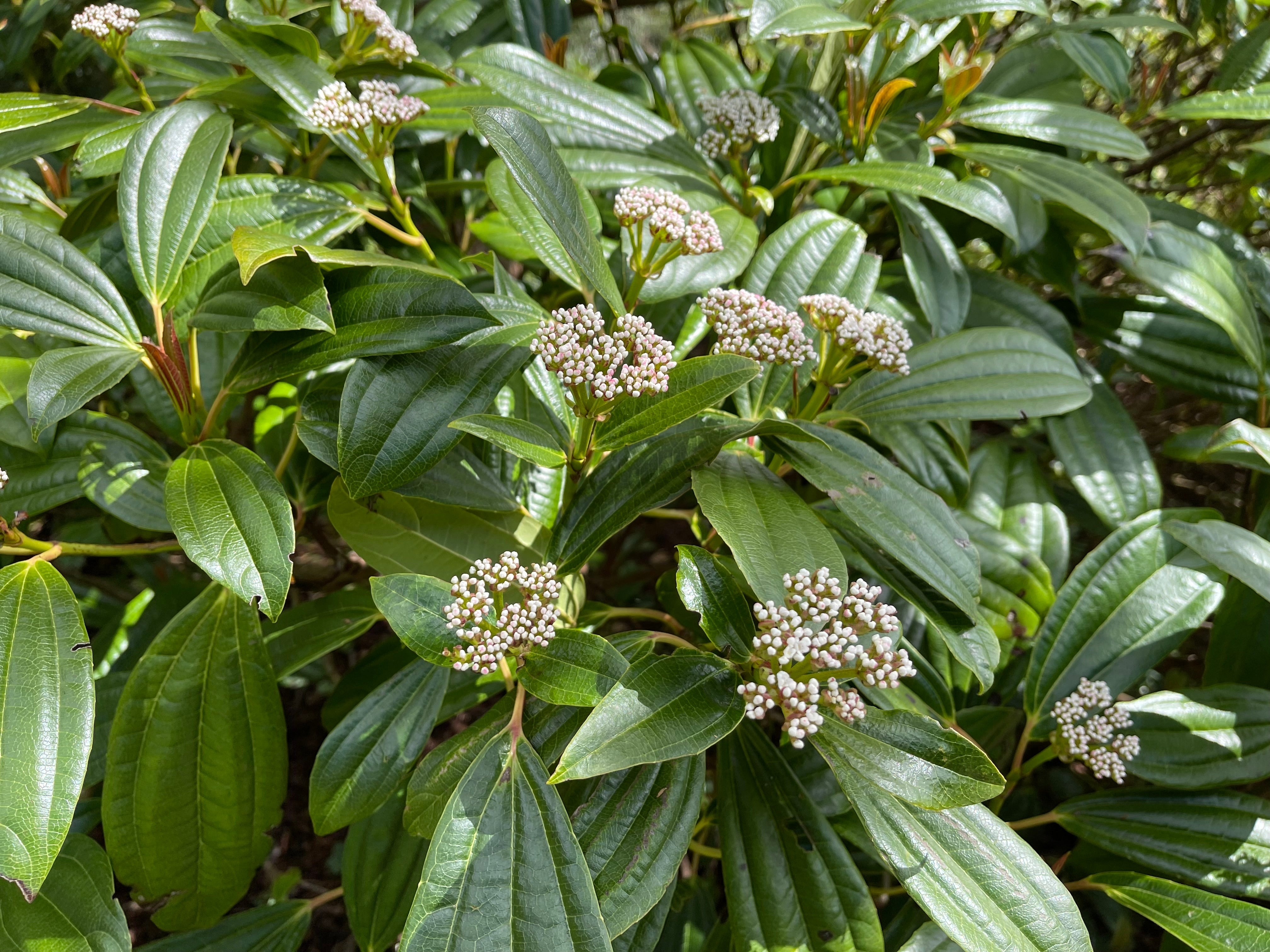 Central Texas Chindo Viburnum | Austin Tree Installation