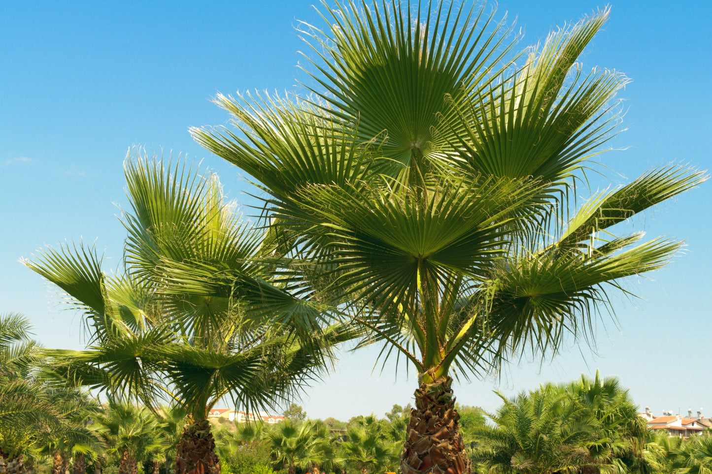 Mediterranean Palm
