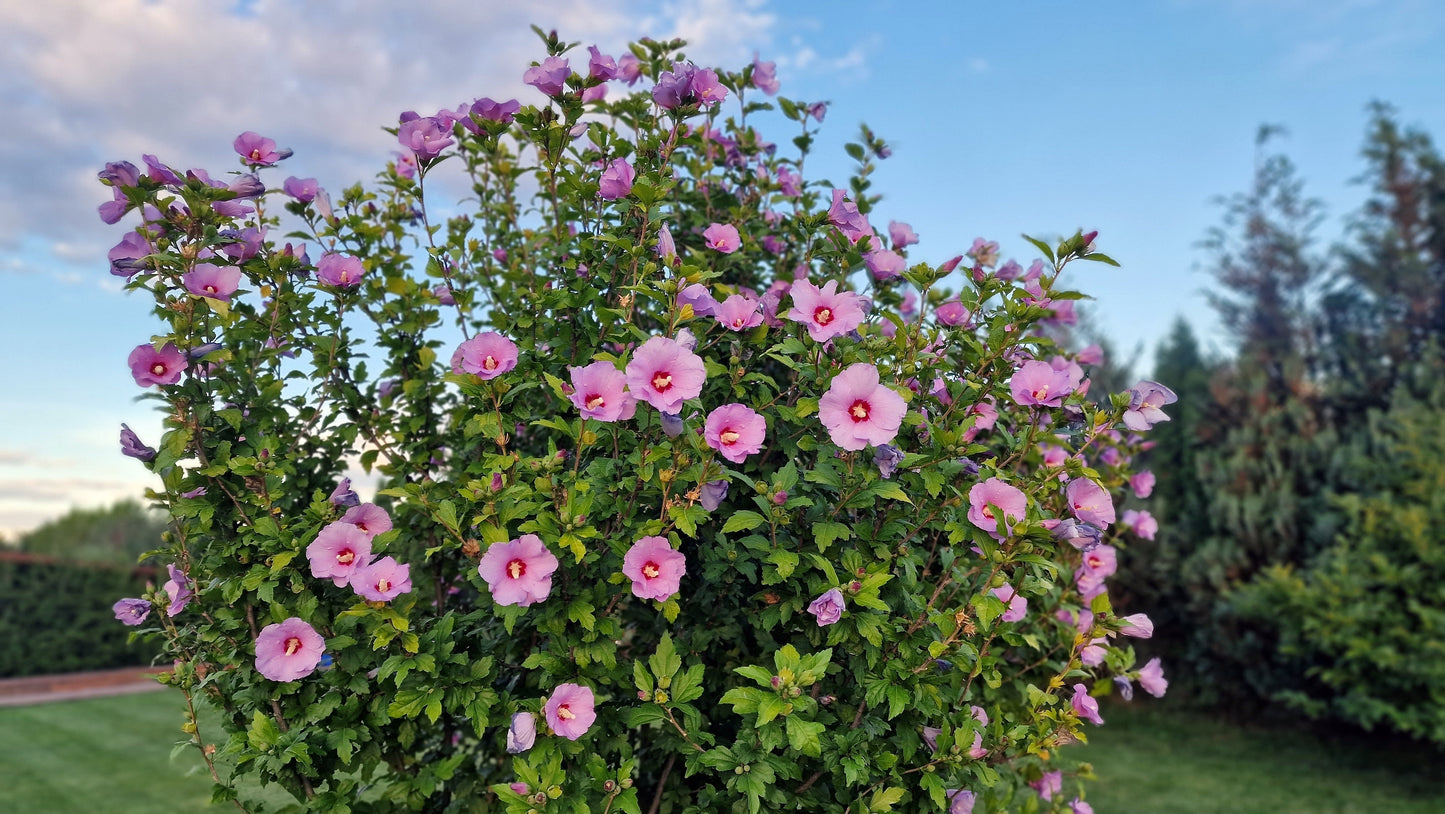 Rose of Sharon Althea