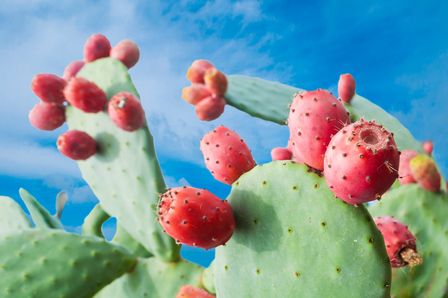 Spineless Prickly Pear Cactus