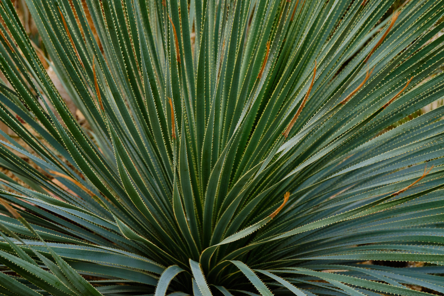 Soft Leaf Yucca